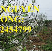 1 Cung cấp cây giống đào bạch, cây giống đào trắng, địa chỉ cung cấp cây chất lượng - giao cây toàn q