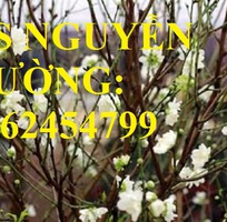 2 Cung cấp cây giống đào bạch, cây giống đào trắng, địa chỉ cung cấp cây chất lượng - giao cây toàn q