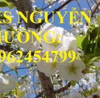 3 Cung cấp cây giống đào bạch, cây giống đào trắng, địa chỉ cung cấp cây chất lượng - giao cây toàn q