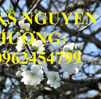5 Cung cấp cây giống đào bạch, cây giống đào trắng, địa chỉ cung cấp cây chất lượng - giao cây toàn q