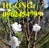 4 Cung cấp cây giống đào bạch, cây giống đào trắng, địa chỉ cung cấp cây chất lượng - giao cây toàn q