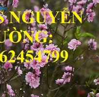 Cung cấp cây giống cây đào phai, cây hoa đào trồng chơi tết, kỹ thuật trồng cây hoa đào