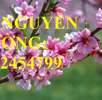 1 Cung cấp cây giống cây đào phai, cây hoa đào trồng chơi tết, kỹ thuật trồng cây hoa đào