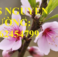 2 Cung cấp cây giống cây đào phai, cây hoa đào trồng chơi tết, kỹ thuật trồng cây hoa đào