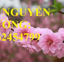 3 Cung cấp cây giống cây đào phai, cây hoa đào trồng chơi tết, kỹ thuật trồng cây hoa đào