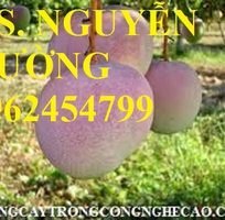 Cung cấp cây giống xoài, cây giống xoài úc, cây giống phát triển cho năng suất cao