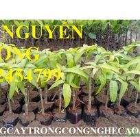 1 Cung cấp cây giống xoài, cây giống xoài úc, cây giống phát triển cho năng suất cao