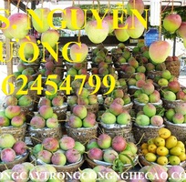 2 Cung cấp cây giống xoài, cây giống xoài úc, cây giống phát triển cho năng suất cao