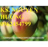 3 Cung cấp cây giống xoài, cây giống xoài úc, cây giống phát triển cho năng suất cao