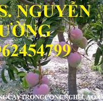 4 Cung cấp cây giống xoài, cây giống xoài úc, cây giống phát triển cho năng suất cao
