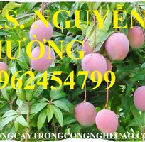 5 Cung cấp cây giống xoài, cây giống xoài úc, cây giống phát triển cho năng suất cao