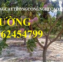 6 Cung cấp cây giống xoài, cây giống xoài úc, cây giống phát triển cho năng suất cao