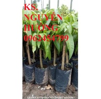 7 Cung cấp cây giống xoài, cây giống xoài úc, cây giống phát triển cho năng suất cao