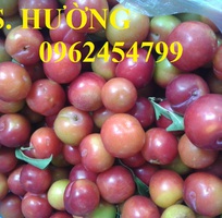 1 Cung cấp cây giống mận hậu, mận tam hoa, mận cho năng suất cao, giao cây toàn quốc