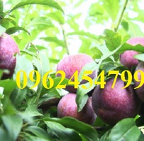 2 Cung cấp cây giống mận hậu, mận tam hoa, mận cho năng suất cao, giao cây toàn quốc