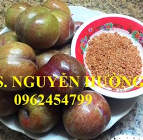 3 Cung cấp cây giống mận hậu, mận tam hoa, mận cho năng suất cao, giao cây toàn quốc