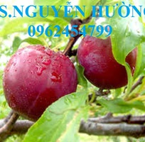 4 Cung cấp cây giống mận hậu, mận tam hoa, mận cho năng suất cao, giao cây toàn quốc