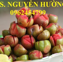 6 Cung cấp cây giống mận hậu, mận tam hoa, mận cho năng suất cao, giao cây toàn quốc
