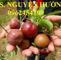 7 Cung cấp cây giống mận hậu, mận tam hoa, mận cho năng suất cao, giao cây toàn quốc