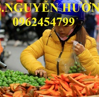 8 Cung cấp cây giống mận hậu, mận tam hoa, mận cho năng suất cao, giao cây toàn quốc