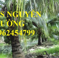 Cung cấp giống cây dừa xiêm lùn, cây dừa xiêm uống nước, dừa xiêm xanh, giao cây toàn quốc