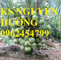 1 Cung cấp giống cây dừa xiêm lùn, cây dừa xiêm uống nước, dừa xiêm xanh, giao cây toàn quốc