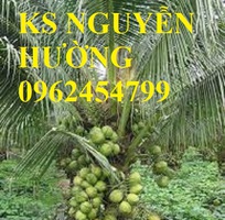 2 Cung cấp giống cây dừa xiêm lùn, cây dừa xiêm uống nước, dừa xiêm xanh, giao cây toàn quốc