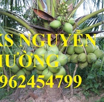 3 Cung cấp giống cây dừa xiêm lùn, cây dừa xiêm uống nước, dừa xiêm xanh, giao cây toàn quốc