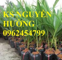 4 Cung cấp giống cây dừa xiêm lùn, cây dừa xiêm uống nước, dừa xiêm xanh, giao cây toàn quốc