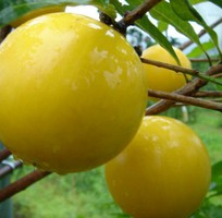 2 Cung cấp cây giống vú sữa vàng, vú sữa hoàng kim, vú sữa abiu, cung cấp cây giống toàn quốc