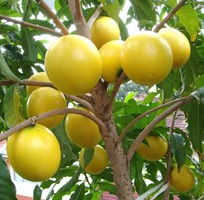 1 Cung cấp cây giống vú sữa vàng, vú sữa hoàng kim, vú sữa abiu, cung cấp cây giống toàn quốc