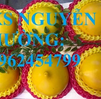 4 Cung cấp cây giống vú sữa vàng, vú sữa hoàng kim, vú sữa abiu, cung cấp cây giống toàn quốc