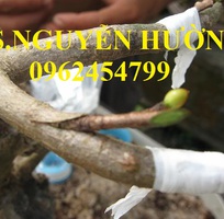 3 Cung cấp băng ghép cây tự hủy, dây ghép cây tự hủy, giao hàng toàn quốc