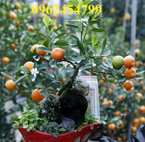 2 Cung cấp cây giống quất chua, quất ngọt, kỹ thuật trồng cây quất, giao cây toàn quốc
