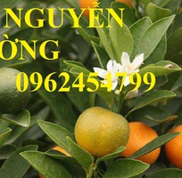 1 Cung cấp cây giống quất chua, quất ngọt, kỹ thuật trồng cây quất, giao cây toàn quốc