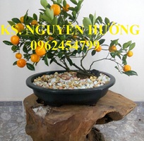 Cung cấp cây giống quất chua, quất ngọt, kỹ thuật trồng cây quất, giao cây toàn quốc