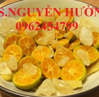 4 Cung cấp cây giống quất chua, quất ngọt, kỹ thuật trồng cây quất, giao cây toàn quốc