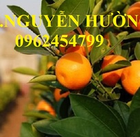 5 Cung cấp cây giống quất chua, quất ngọt, kỹ thuật trồng cây quất, giao cây toàn quốc