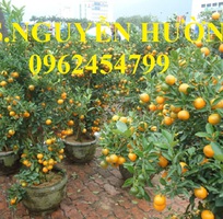 8 Cung cấp cây giống quất chua, quất ngọt, kỹ thuật trồng cây quất, giao cây toàn quốc