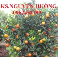 10 Cung cấp cây giống quất chua, quất ngọt, kỹ thuật trồng cây quất, giao cây toàn quốc
