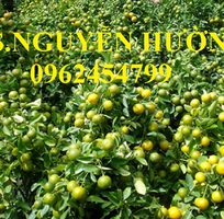 12 Cung cấp cây giống quất chua, quất ngọt, kỹ thuật trồng cây quất, giao cây toàn quốc
