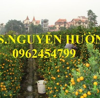 13 Cung cấp cây giống quất chua, quất ngọt, kỹ thuật trồng cây quất, giao cây toàn quốc