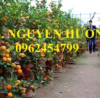 14 Cung cấp cây giống quất chua, quất ngọt, kỹ thuật trồng cây quất, giao cây toàn quốc