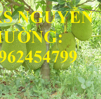 1 Cung cấp giống cây mít thái siêu sớm, mít thái tứ quý, mít thái changai, giao cây toàn quốc