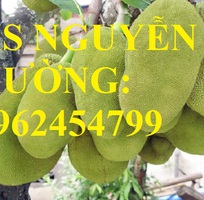 3 Cung cấp giống cây mít thái siêu sớm, mít thái tứ quý, mít thái changai, giao cây toàn quốc