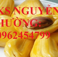 4 Cung cấp giống cây mít thái siêu sớm, mít thái tứ quý, mít thái changai, giao cây toàn quốc