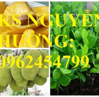 5 Cung cấp giống cây mít thái siêu sớm, mít thái tứ quý, mít thái changai, giao cây toàn quốc