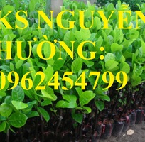 6 Cung cấp giống cây mít thái siêu sớm, mít thái tứ quý, mít thái changai, giao cây toàn quốc