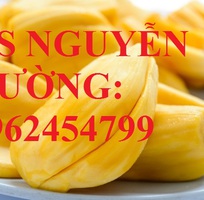 7 Cung cấp giống cây mít thái siêu sớm, mít thái tứ quý, mít thái changai, giao cây toàn quốc