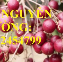 Cung cấp giống cây nhãn tím, nhãn đỏ, cây giống sinh trưởng phát triển tốt, giao cây toàn quốc